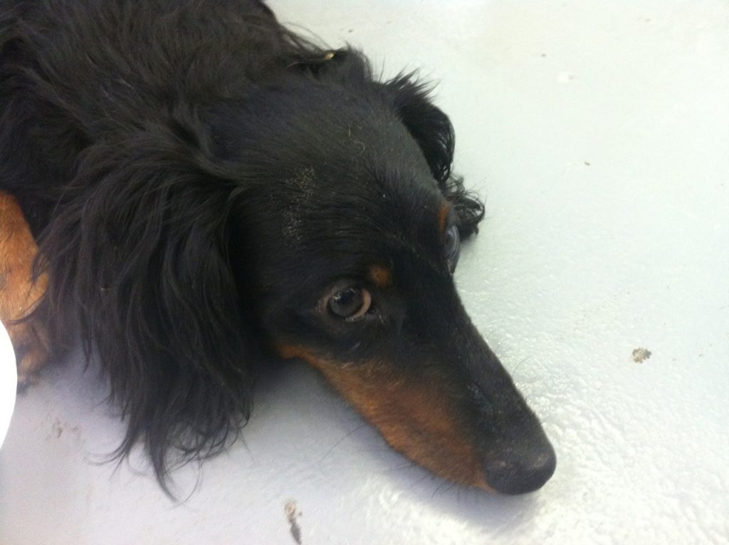 Look Who Found Us- Our very own Woofer